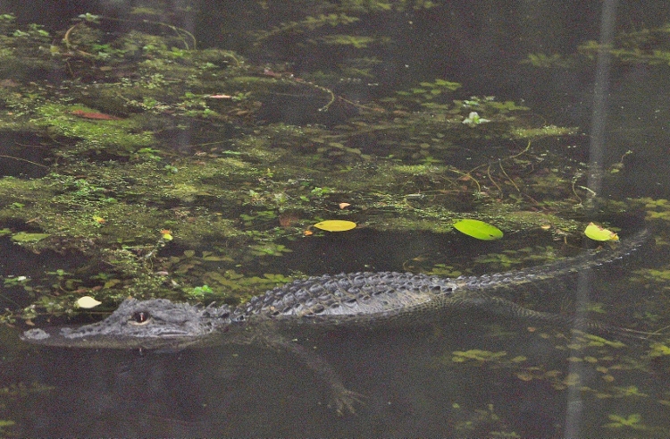 alligator